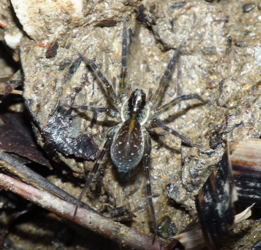 Pirata sp.